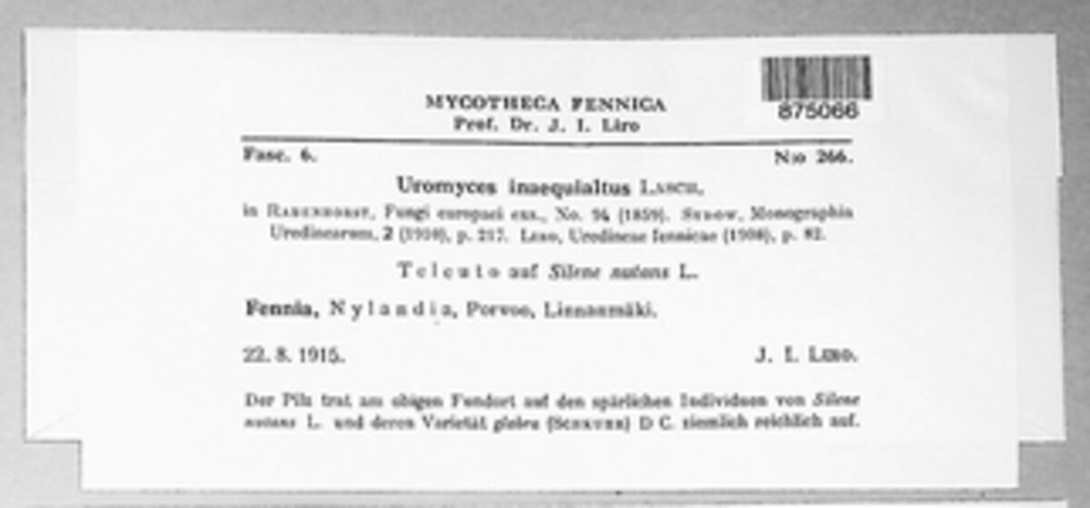 Uromyces inaequialtus image